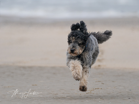 Nee geen strandpleviertje :-)