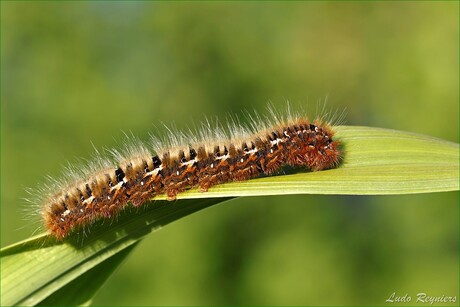 Rups Hageheld