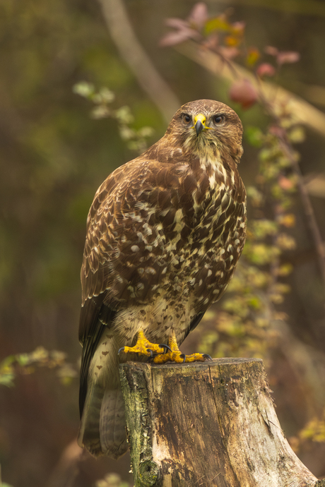 Buizerd