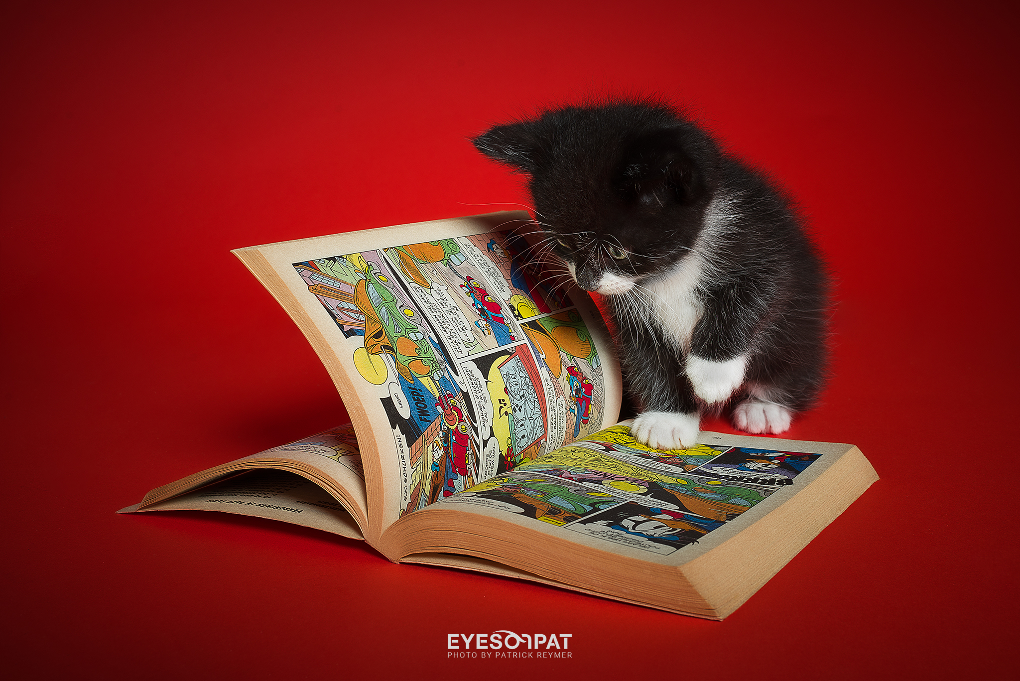 R E S C U E  K I T T E N S - Druk bezig met de Verhaarkalender van Stichting Kittenopvang Kitten&Co. - foto door EyesOnPat op 28-10-2022 - deze foto bevat: rescue kittens, kittens, nikon, katten, dieren, kat, huisdieren, donald duck, duckstad, elinchrom, studiofotografie, nikon corporation, nikon d610, iso 100, diafragma ƒ/11, sluitertijd 1/125s, brandpuntafstand 35mm, kat, carnivoor, boek, felidae, publicatie, kleine tot middelgrote katten, bakkebaarden, staart, boekomslag, lezing