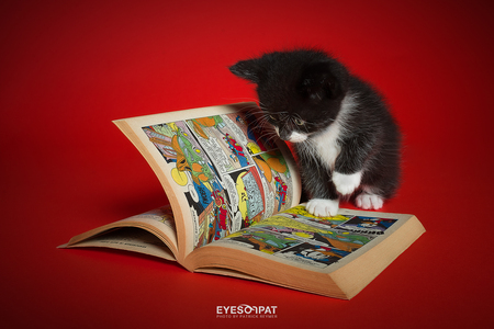 R E S C U E  K I T T E N S - Druk bezig met de Verhaarkalender van Stichting Kittenopvang Kitten&Co. - foto door EyesOnPat op 28-10-2022 - deze foto bevat: rescue kittens, kittens, nikon, katten, dieren, kat, huisdieren, donald duck, duckstad, elinchrom, studiofotografie, nikon corporation, nikon d610, iso 100, diafragma ƒ/11, sluitertijd 1/125s, brandpuntafstand 35mm, kat, carnivoor, boek, felidae, publicatie, kleine tot middelgrote katten, bakkebaarden, staart, boekomslag, lezing