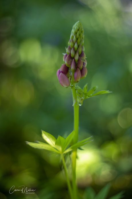 Lupine 