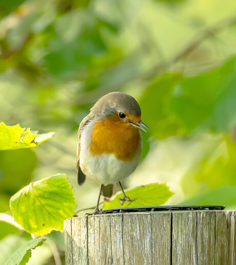 " if your happy and you know it .... stump your feet ! "