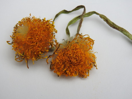 Taraxacum. Romanum. Noviomagi. In. Perpetuum