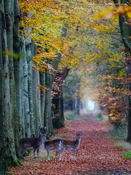 Damherten in een herfst laantje...