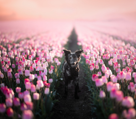 Pink world