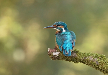 ijsvogel