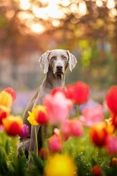 Flowers are like dogs, they bring colour to your wolrd.