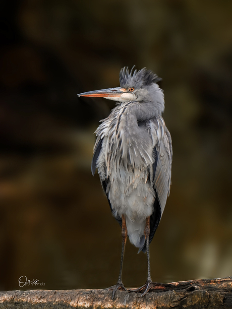 Blauwe reiger 