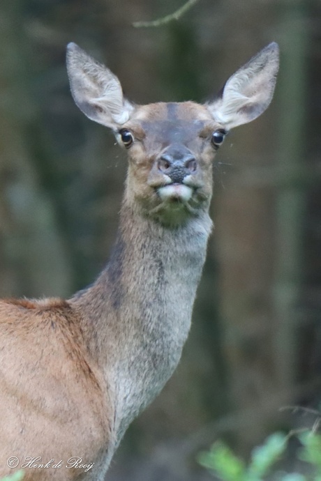 Portret van een hinde
