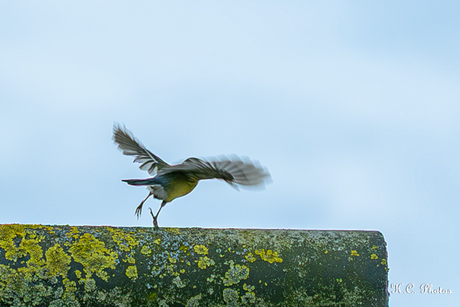 ✶✮✶✮ In beweging ✶✮✶✮ 