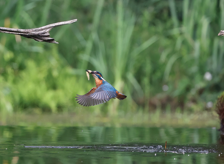 ijsvogel