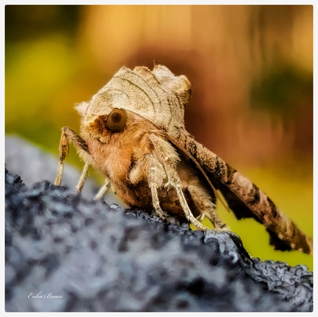 Agaatvlinder op de uitkijk