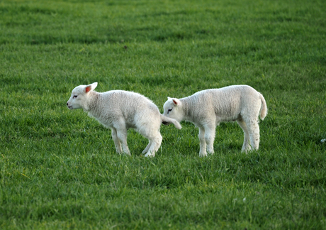 Zo jij kan ook goed van stop maar.