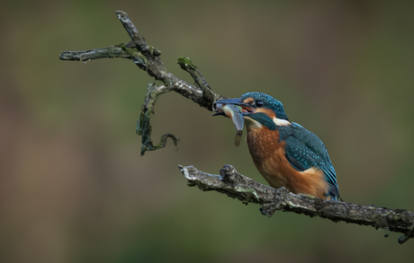 ijsvogel