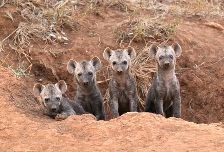 The Hyena Den