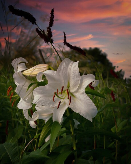 Lilium "Casa Blanca"