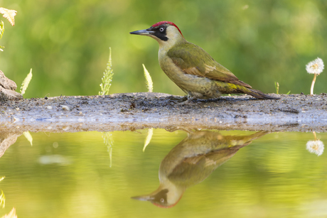 Groene Specht