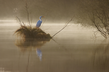 Zilverreiger in de mist