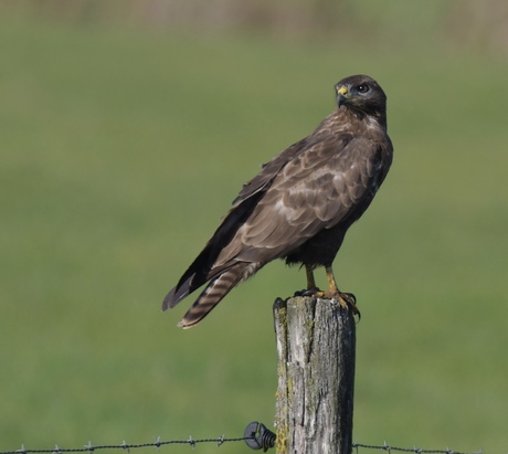 Buizerd spiedend ..