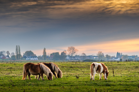 Pony's bij zonsondergang 