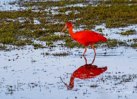 Rode ibis 