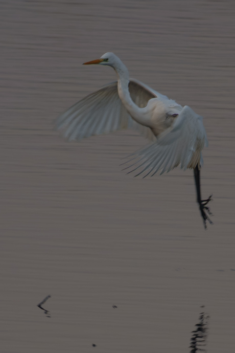 Landende zilverreiger