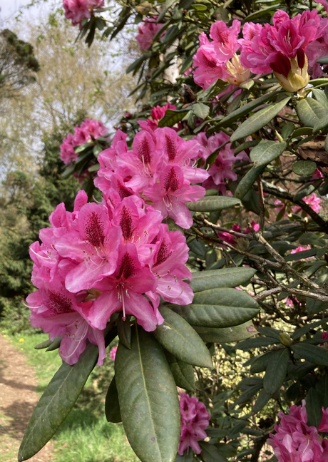 Kauwgom roze 