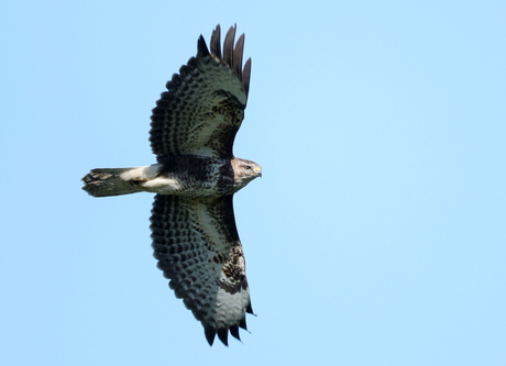 buizerd