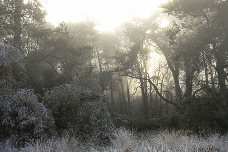 Laatste restjes winter