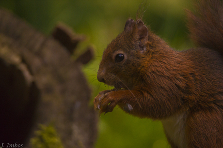 Red Squirrel