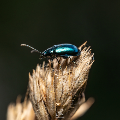 Blauw Muntgoudhaantje