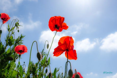 Poppies 