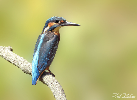 IJsvogel - Kingfisher (Alcedo atthis) V