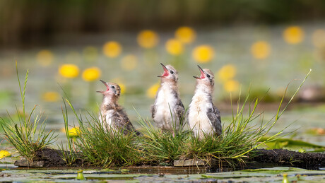 jonge Zwarte sterns.