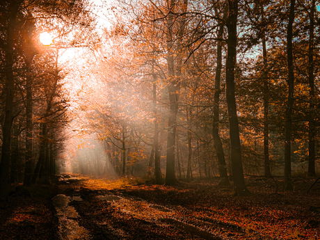 Gezellige Ochtend Wandeling