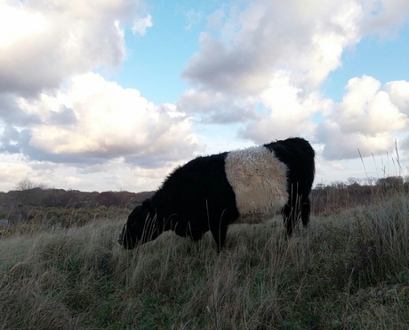 Schotse hooglander in Meijendel 