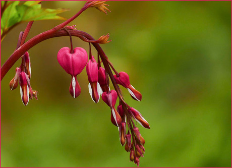 verdrietige hartjes....................................