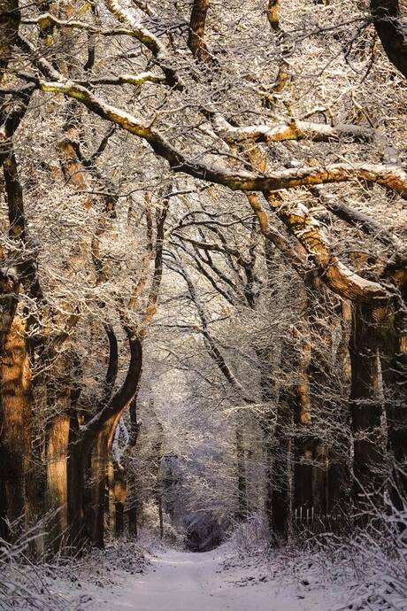Winter Wonderland 