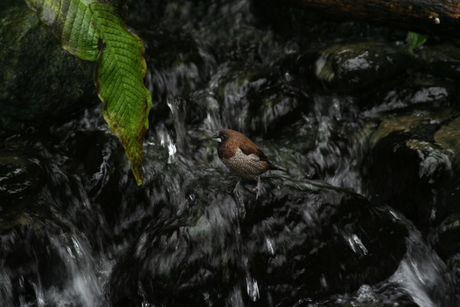 Orchideeën en vlindertuin - juni 2010.