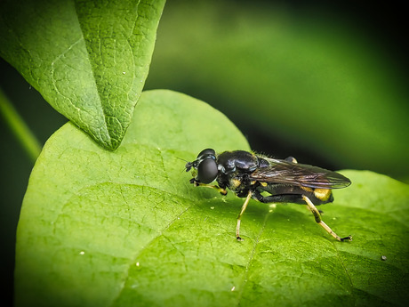 Grote gouden bladloper