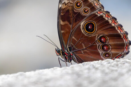 Morpho Menelaus vlinder