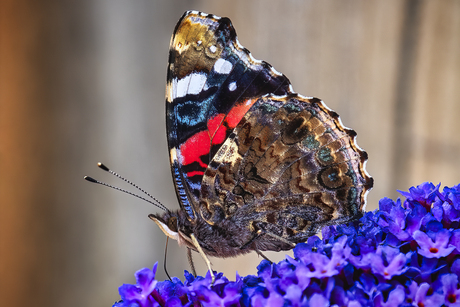 Admiraalvlinder / Red Admiral butterfly
