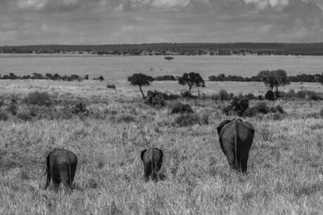 Three generations of elephants