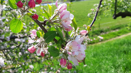 bloesem in de betuwe