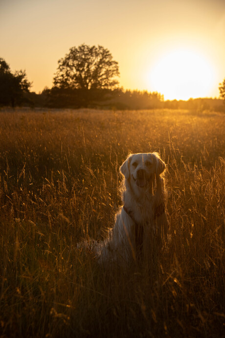 golden retriever in de flair van de ondergaande zon