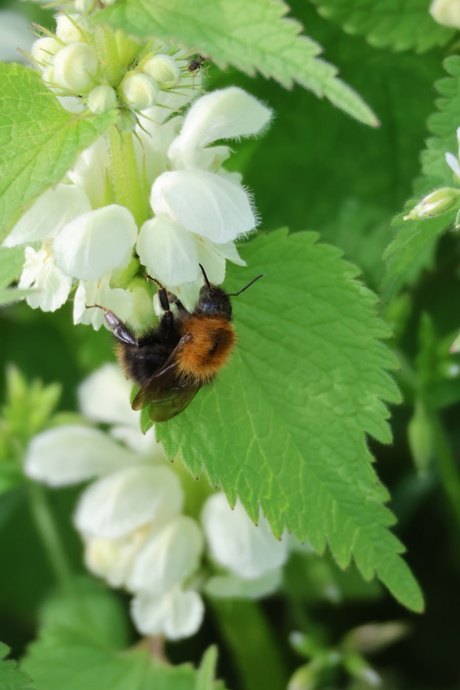 Hommel