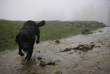 Labrador + water = lol