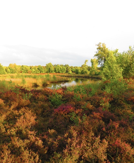 Hatertse Vennen in de avond