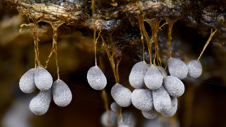 troskalknetje deel 3